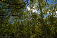 Sun in the aspen