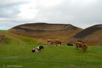 Pseudocrater and real cows