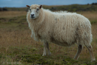 White sheep